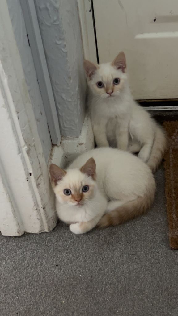 Ready To Leave Himalayan  X Chinchilla Persian Kittens 