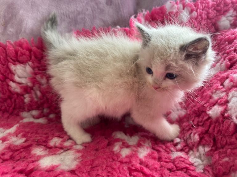 Purebred Ragdoll Kittens