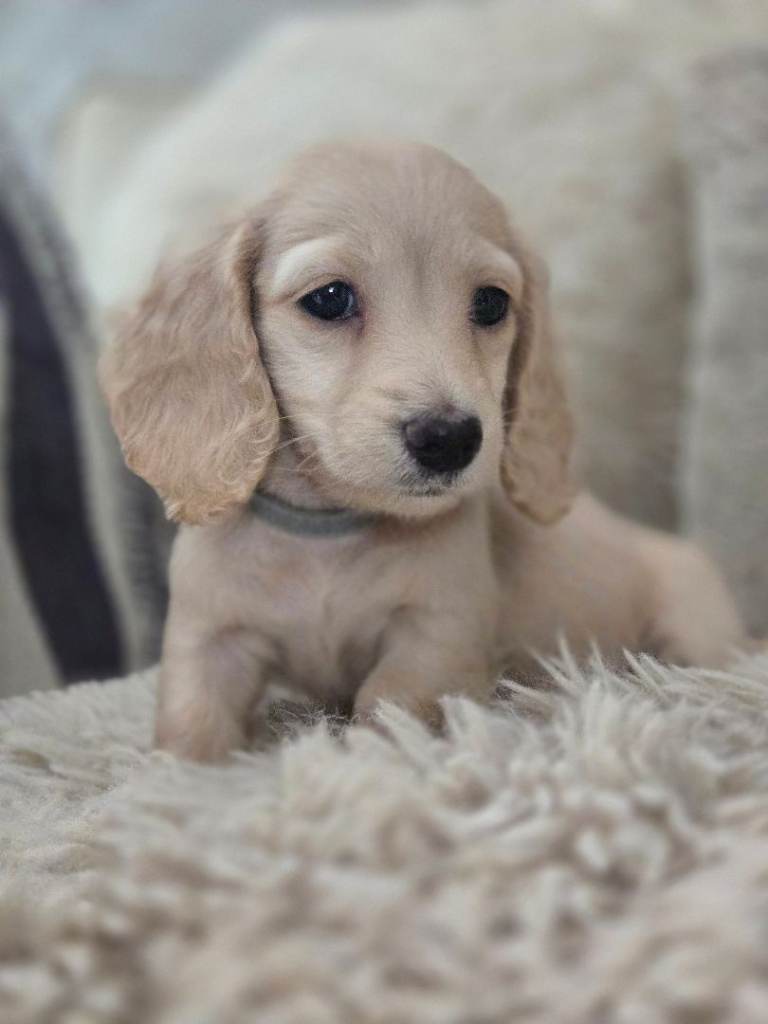 Longhaired miniature dachshunds