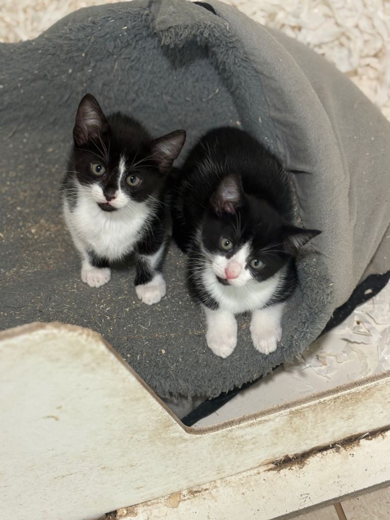 3 kittens ready to go
