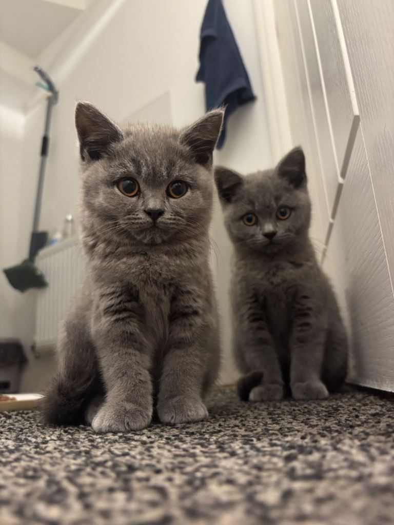 Pure British Shorthair Kittens 2x Boy 1x Girl