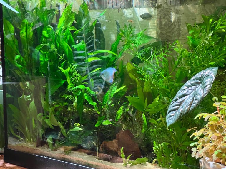 Aquarium plants for sale