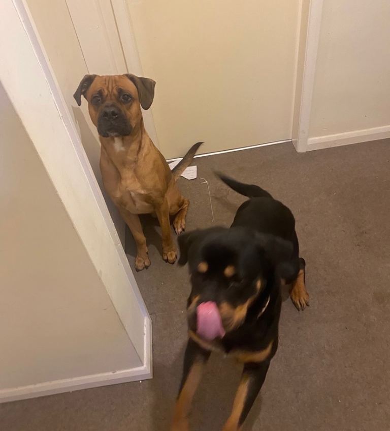 Rottweiler x cane  Corso