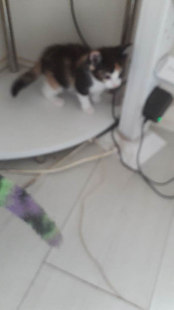 Kittens fir sale
