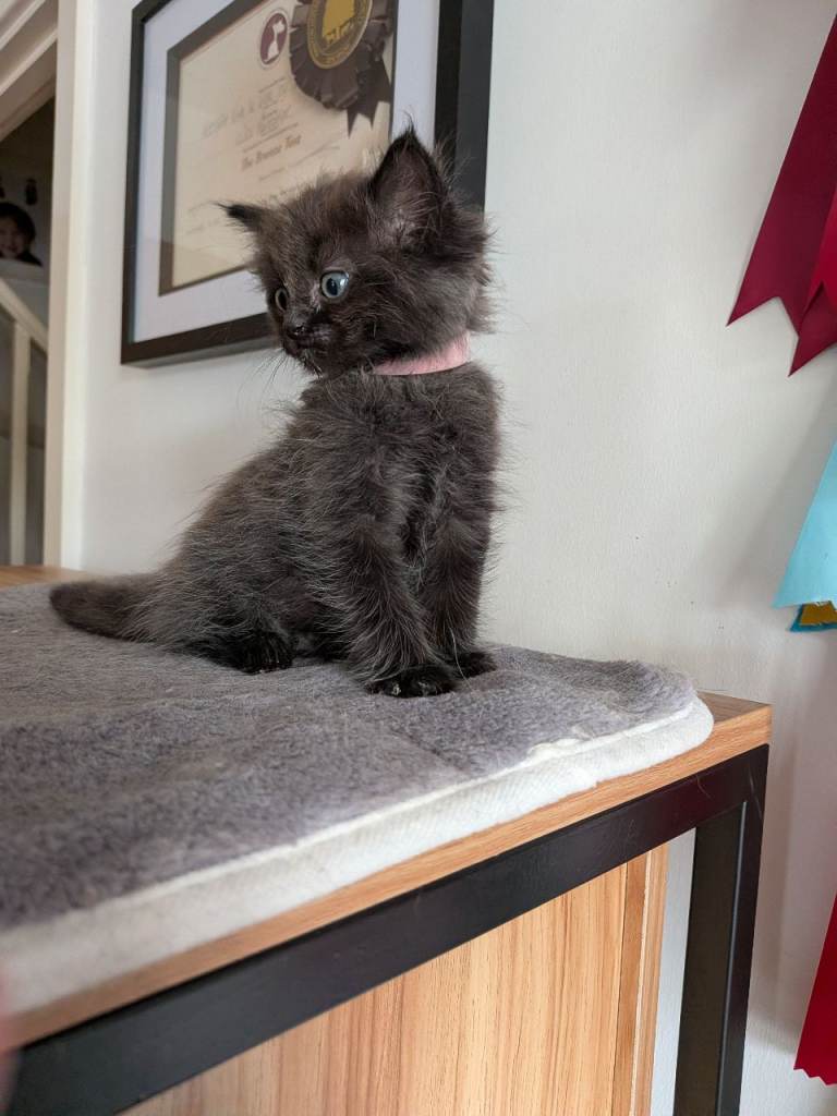 Main coon X ragdoll 