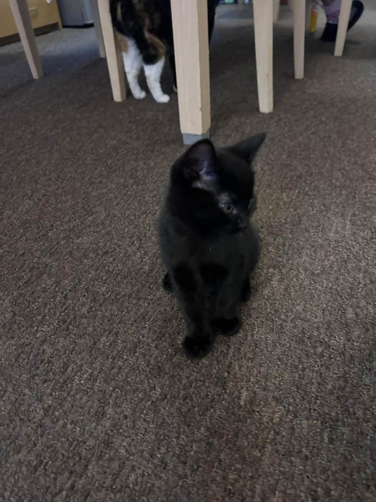  Black Male Kitten – Ready Now