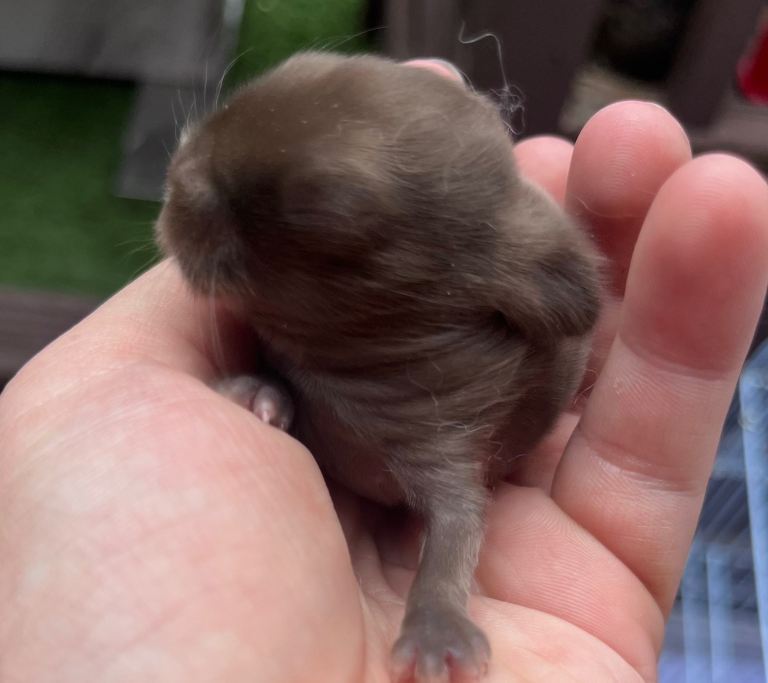 Baby mini lop rabbits 