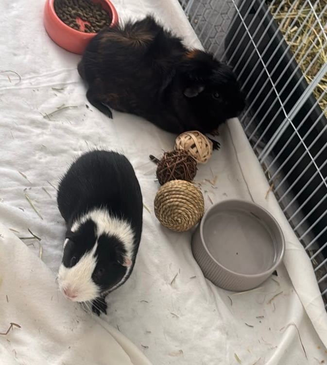 Bonded pair of males