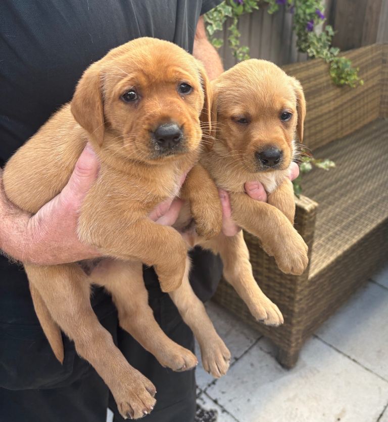 Beautiful healthy Labrador puppies for sale 