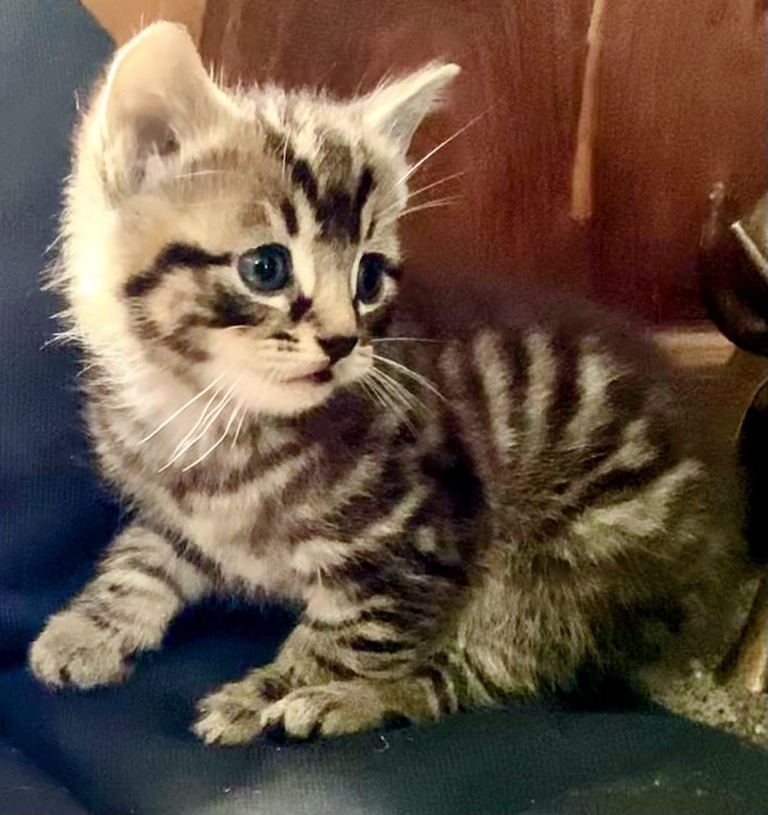 STUNNING 🩵ORIENTAL BENGAL X ASIAN MAU KITTENS🩷both parents can be seen RARE CHARCOAL SMOKE& SEPIA 
