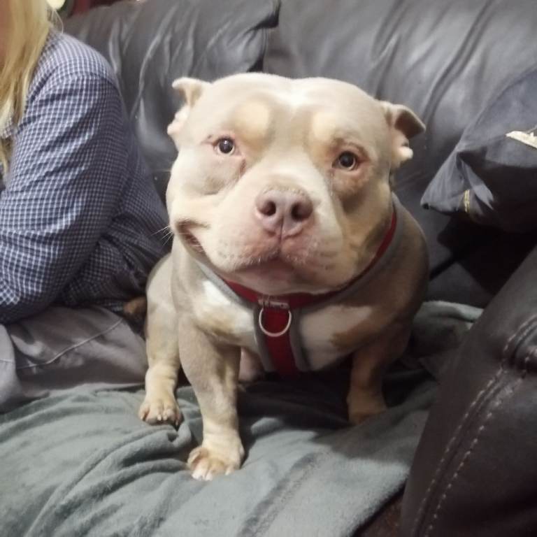 2 year old for rehome 