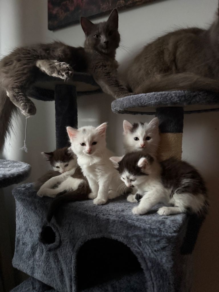 Fluffy kittens for sale