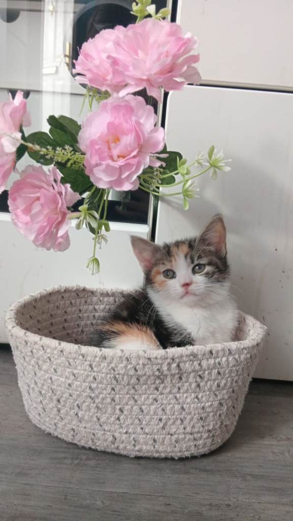 Kittens female 