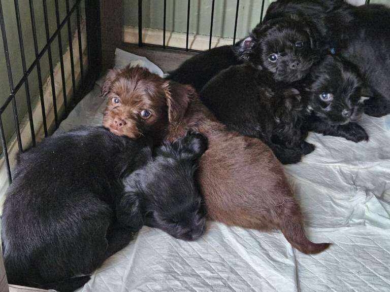Gorgeous litter of Chug X puppies