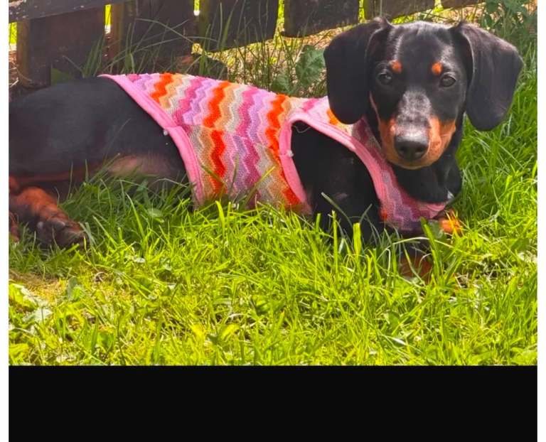 Standard Dachshund