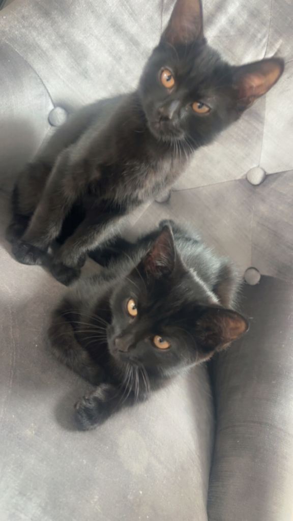 Kittens
