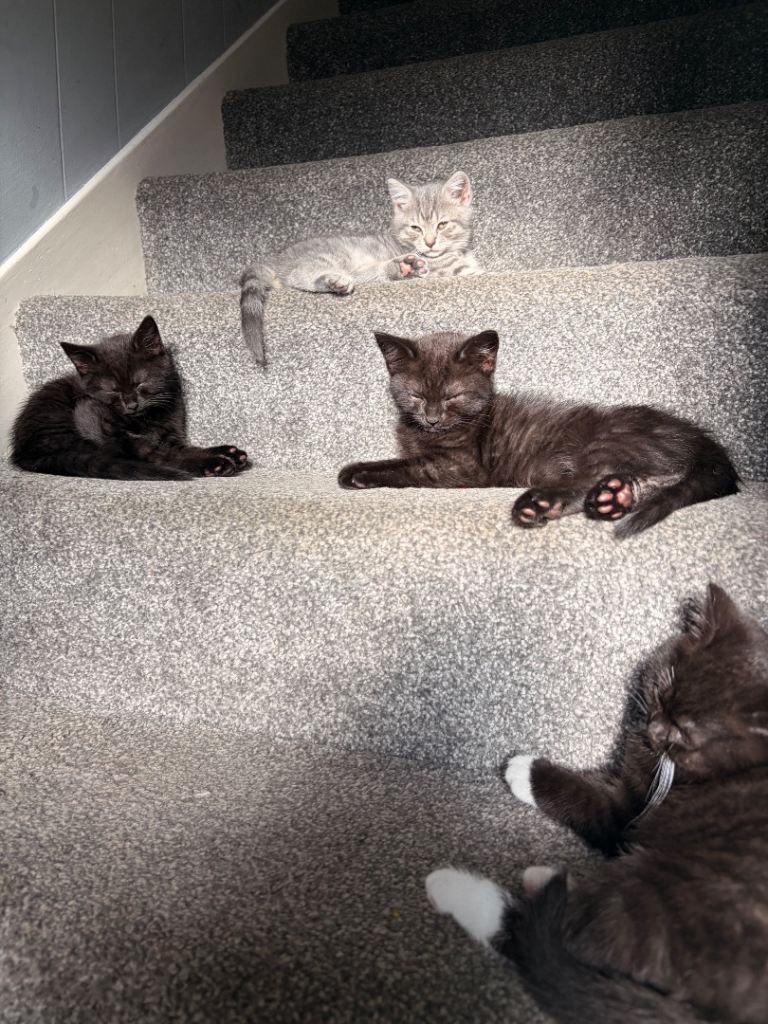 Beautiful kittens 