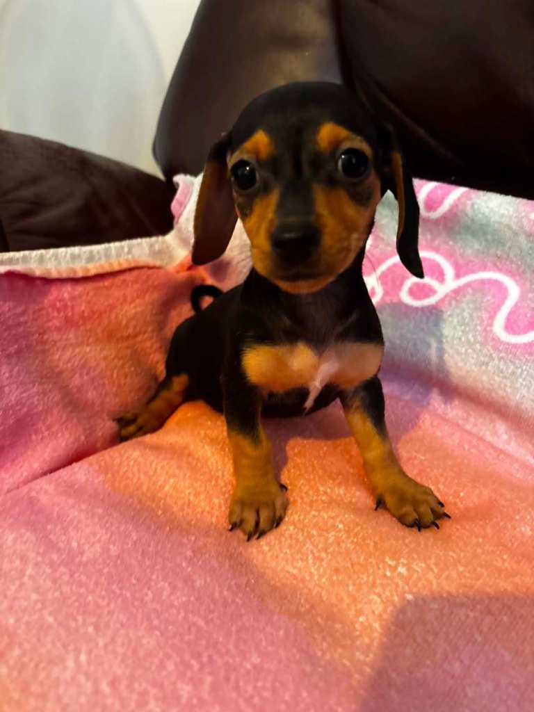 Jackweenies