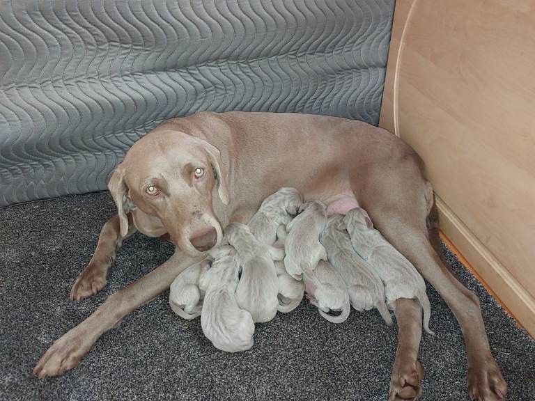 Weimaraner puppies near Glasgow 