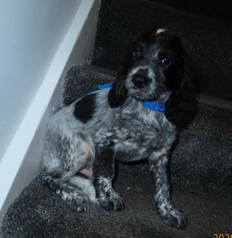 KC Registered Cocker Spaniels 