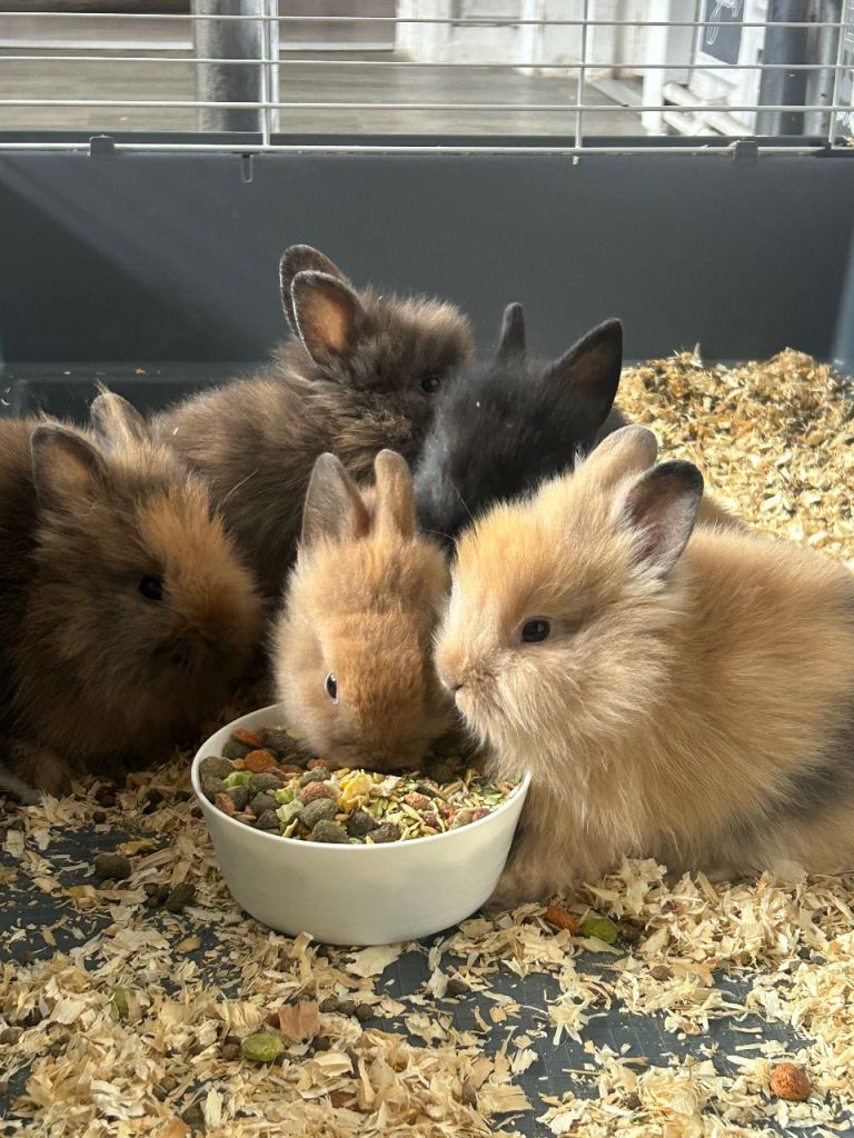 Baby lion heads 