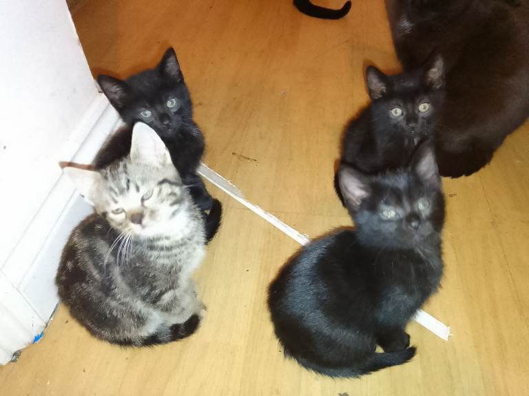 KITTENS 2X BLACK FEMALE (£150 EACH) 1X MALE TABBY GREY/BROWN/BLACK (£180)