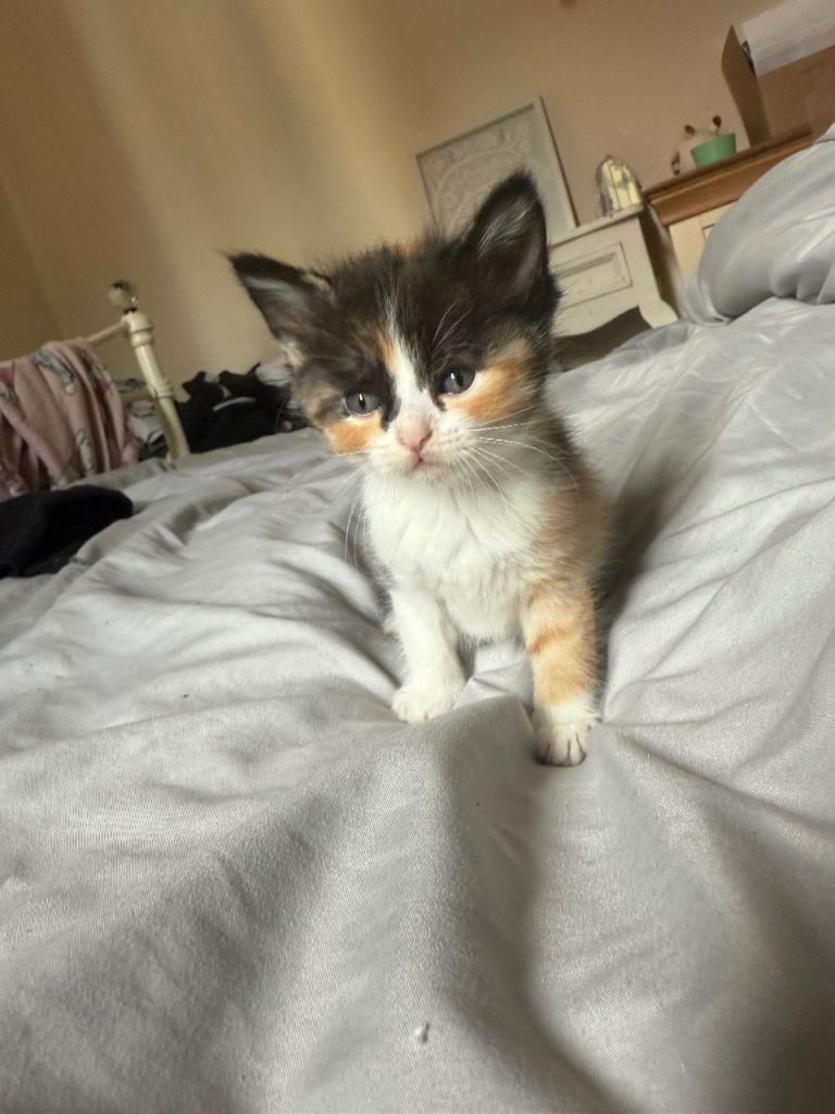 2 kittens available 