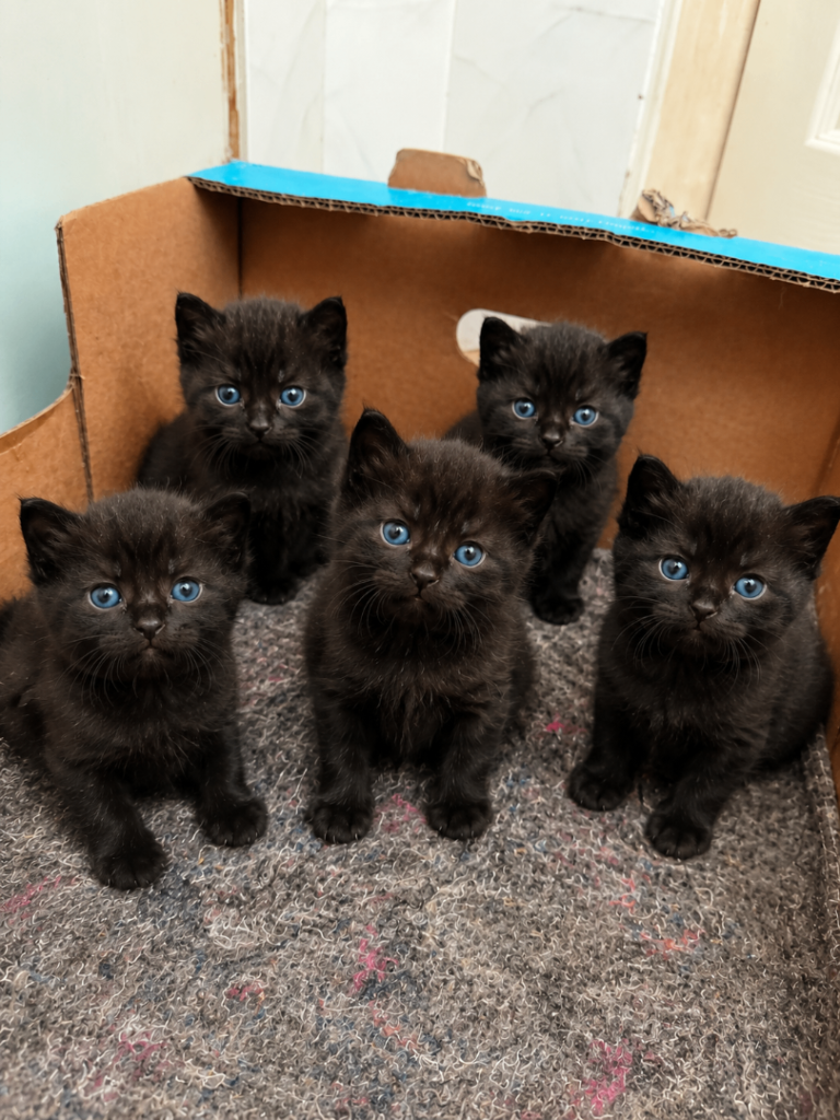 Beautiful Black Female Kittens