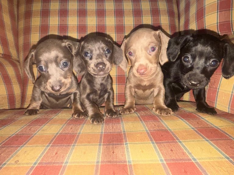 Daschunds Puppies for sale !!