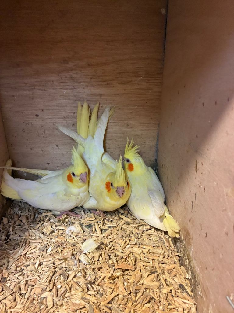 Baby cockatiels 