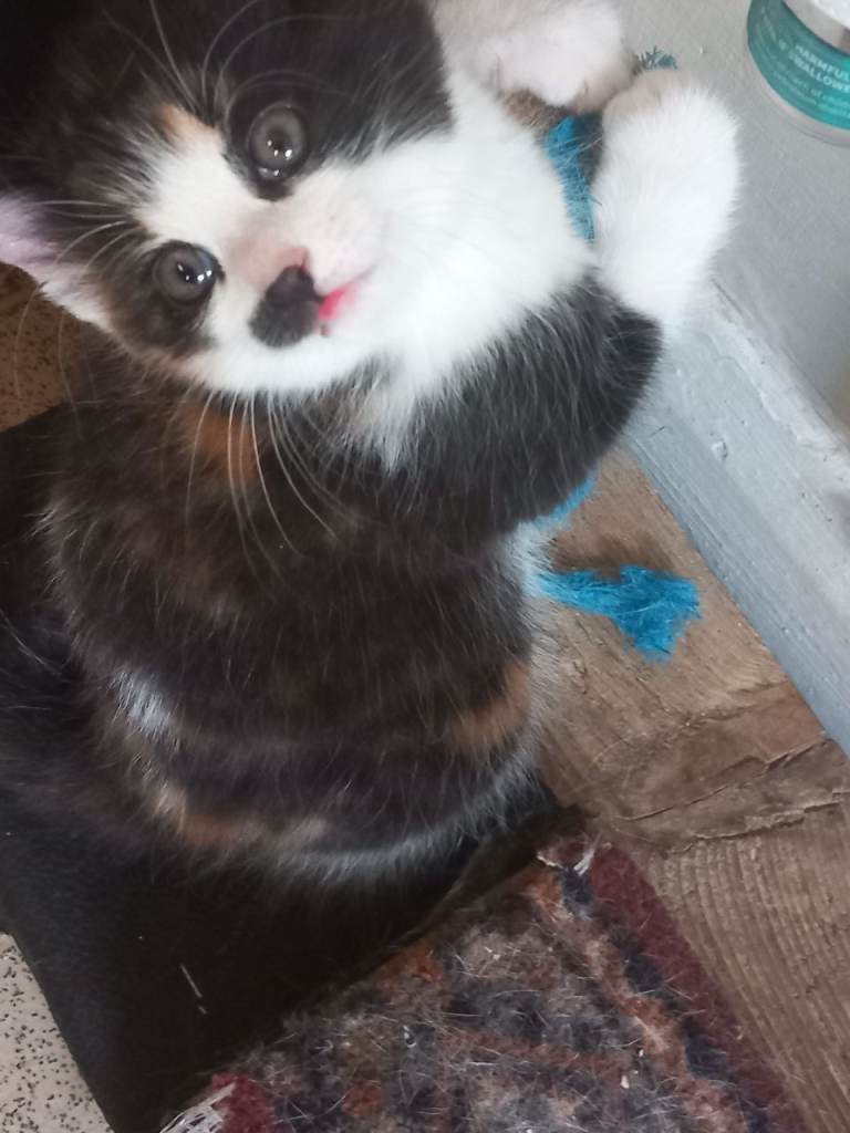A very beautiful Calico girl kitten for sale