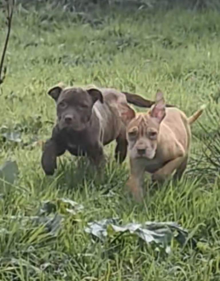Presa Canario/Cane Corso/Molosser Dogs 