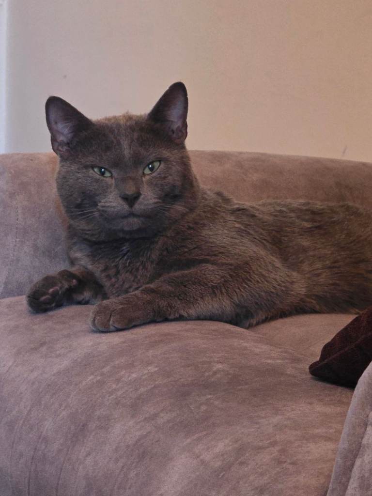 Short hair/bengal cross Tom
