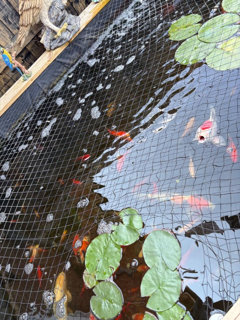 Gold fish 