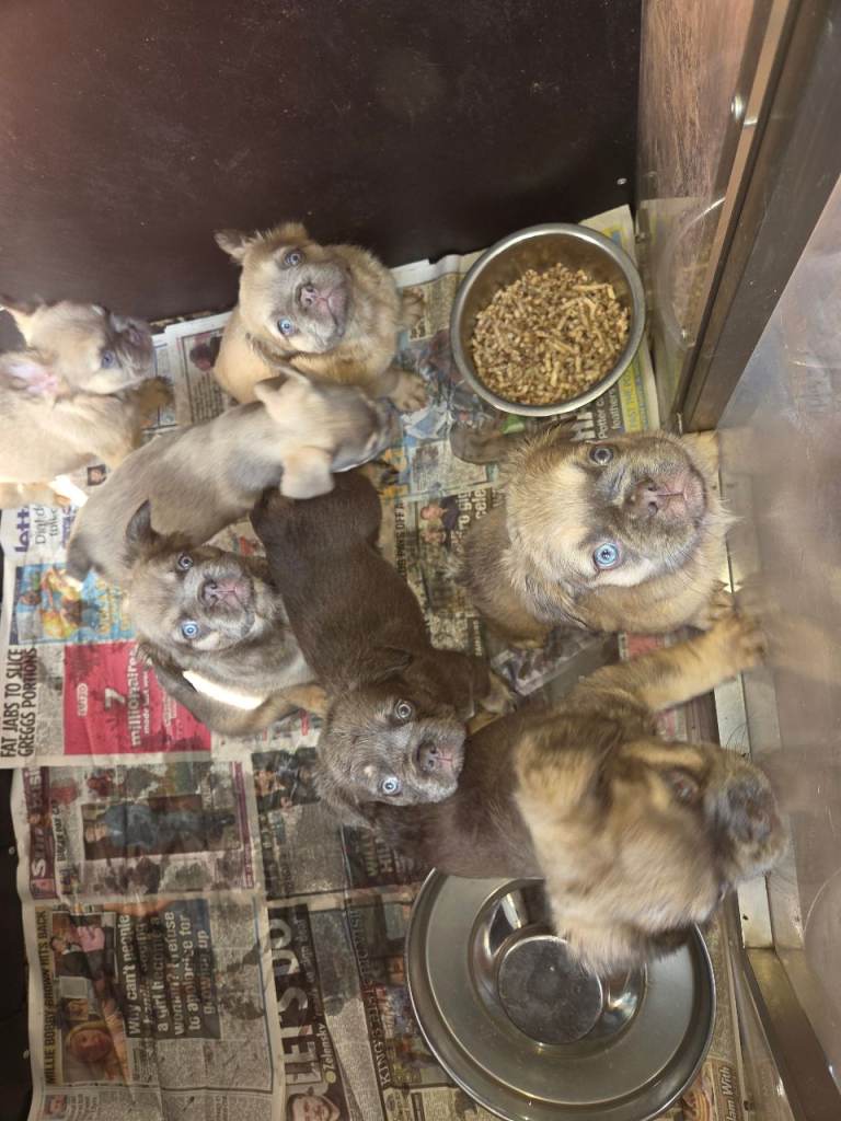 Fluffy French bulldog pups 