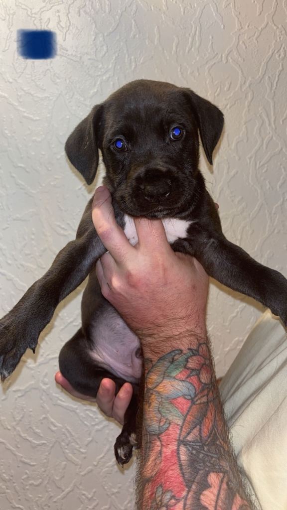 🐾 Stunning Cane Corso x Presa Canario puppies *Ready in 4 weeks* 
