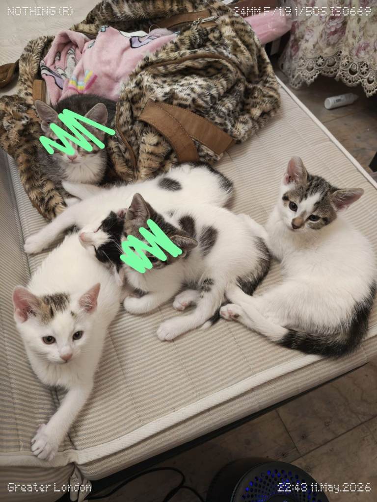 3 kittens to rehome 