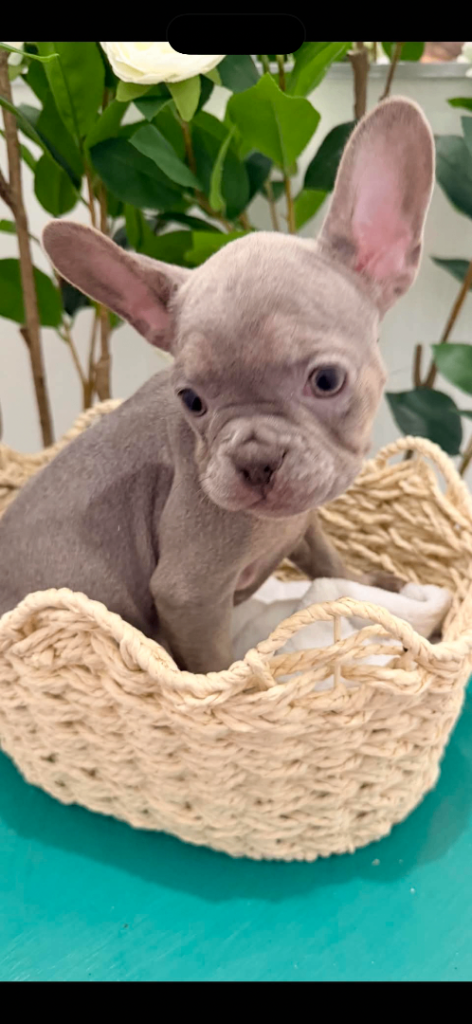 🔥🔥🔥(REDUCED)Stunning French bulldog pups 🔥🔥🔥 
