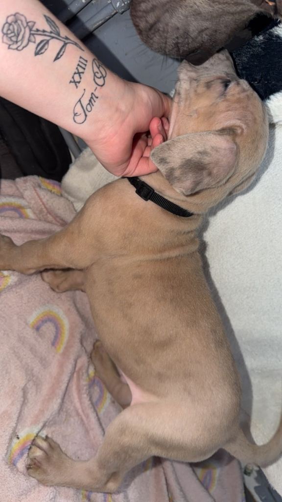 Cane corso puppies