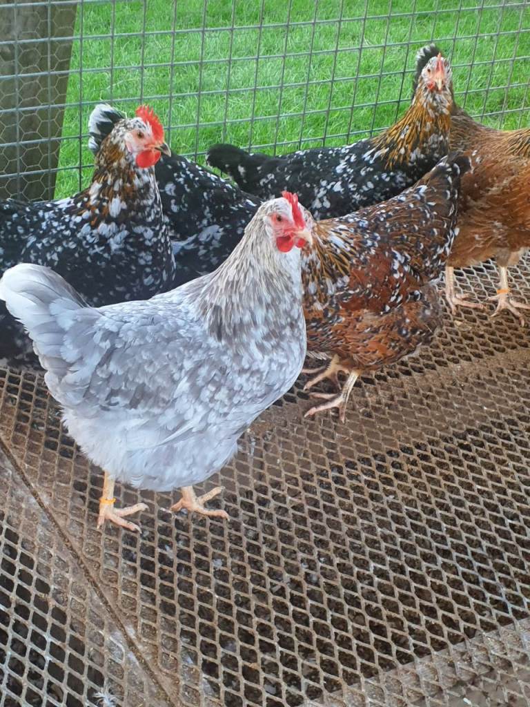 Swedish flower hens for sale 