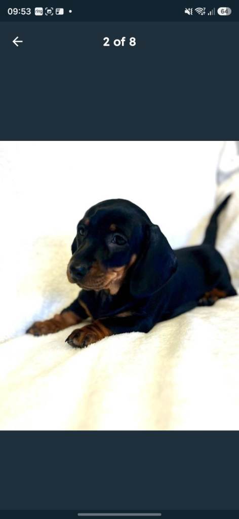 Mini daschhound pup