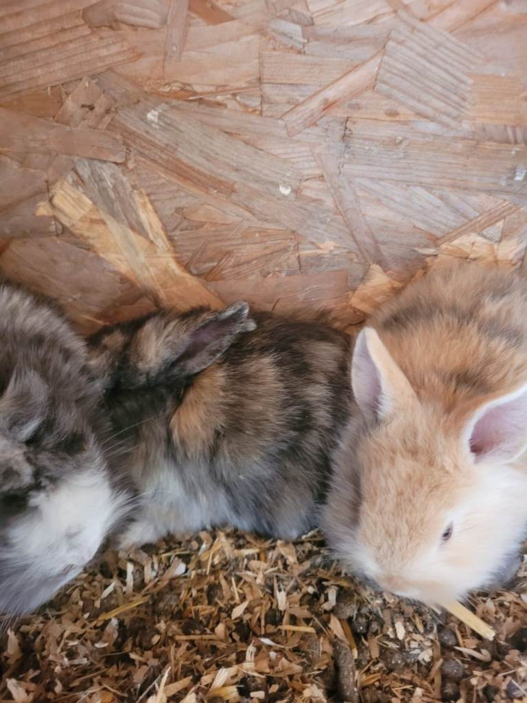 Dwarf lops 