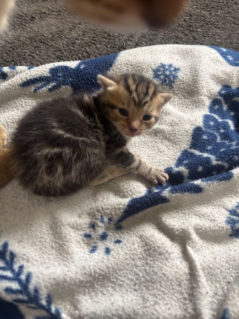 Beautiful Kittens for sale