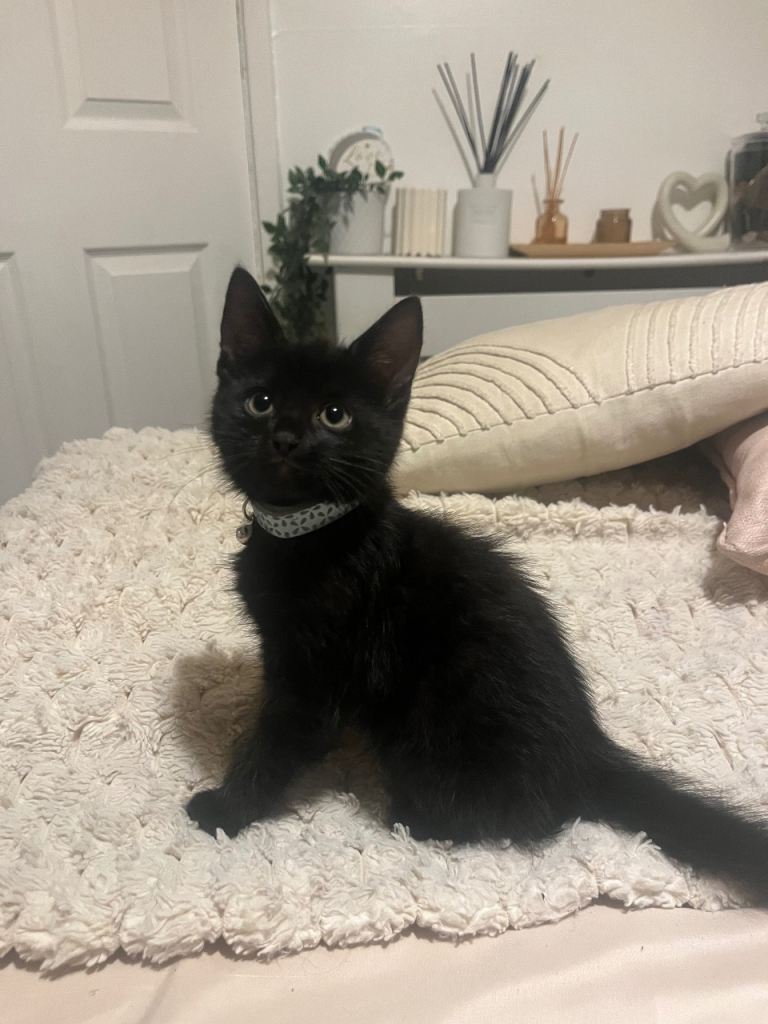 Brothers looking for their forever homes 🏠 😽😻