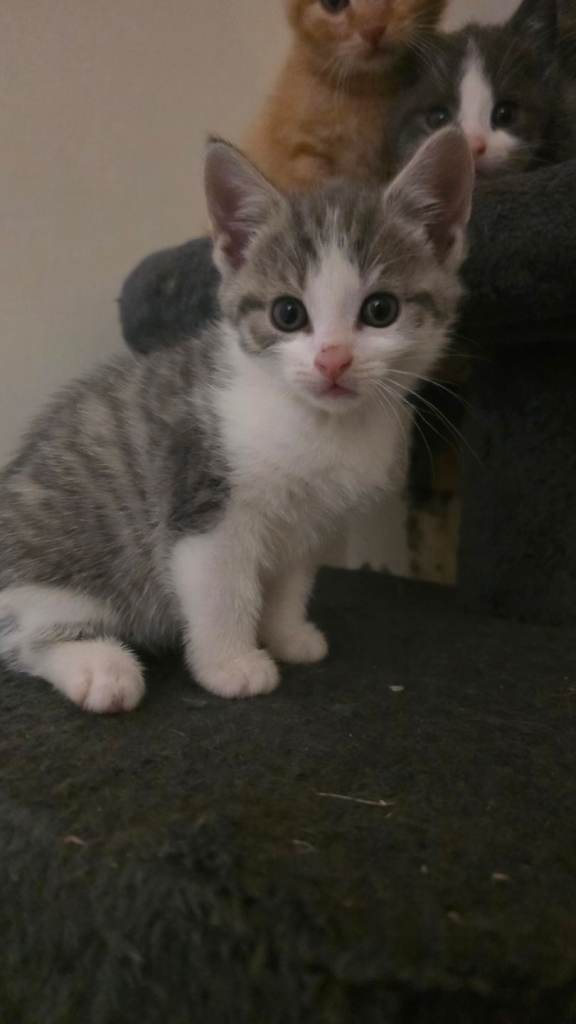Grey and ginger kittens 