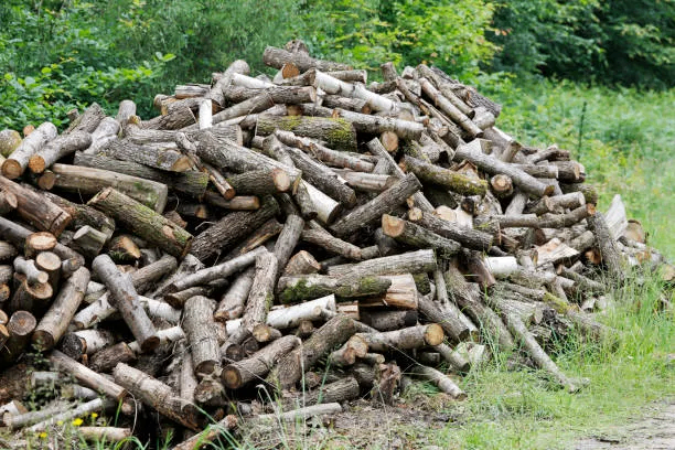 Wanted: Fresh Hardwood Logs (Oak, Beech or Similar) – Not for Firewood