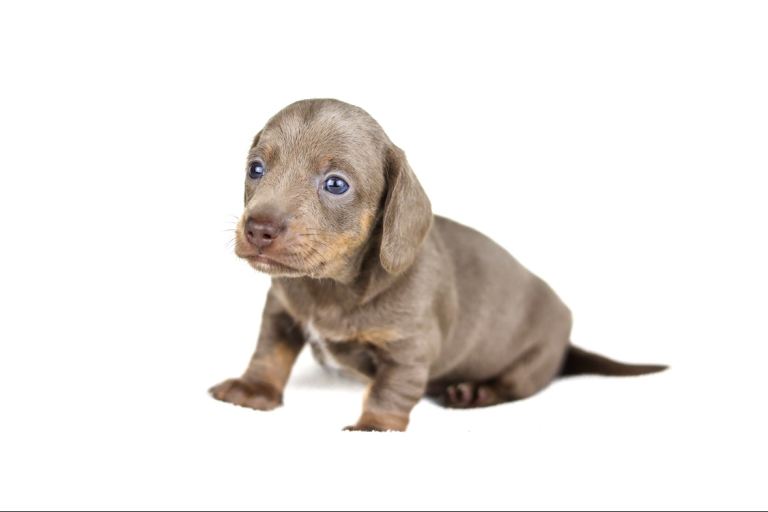 ✨ Isabella & Tan Miniature Dachshund Puppy – Male ✨