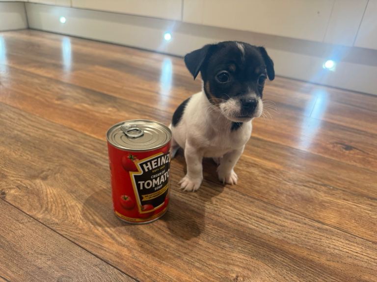 Jack Russell miniature boy puppy 