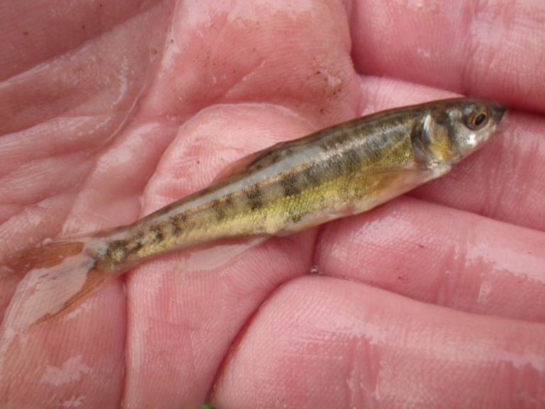 UK Native Coarse Fish - Perch, Roach, Rudd, Carp etc
