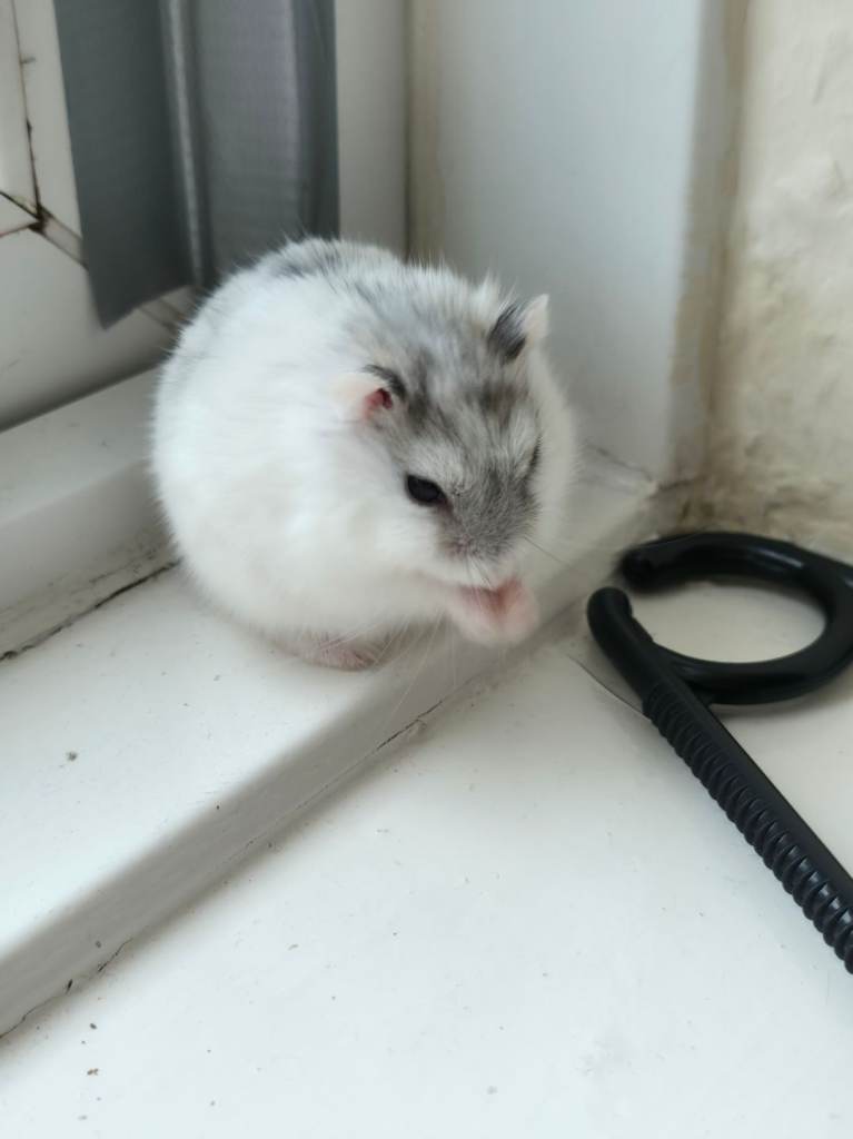 White dwarf hamster 